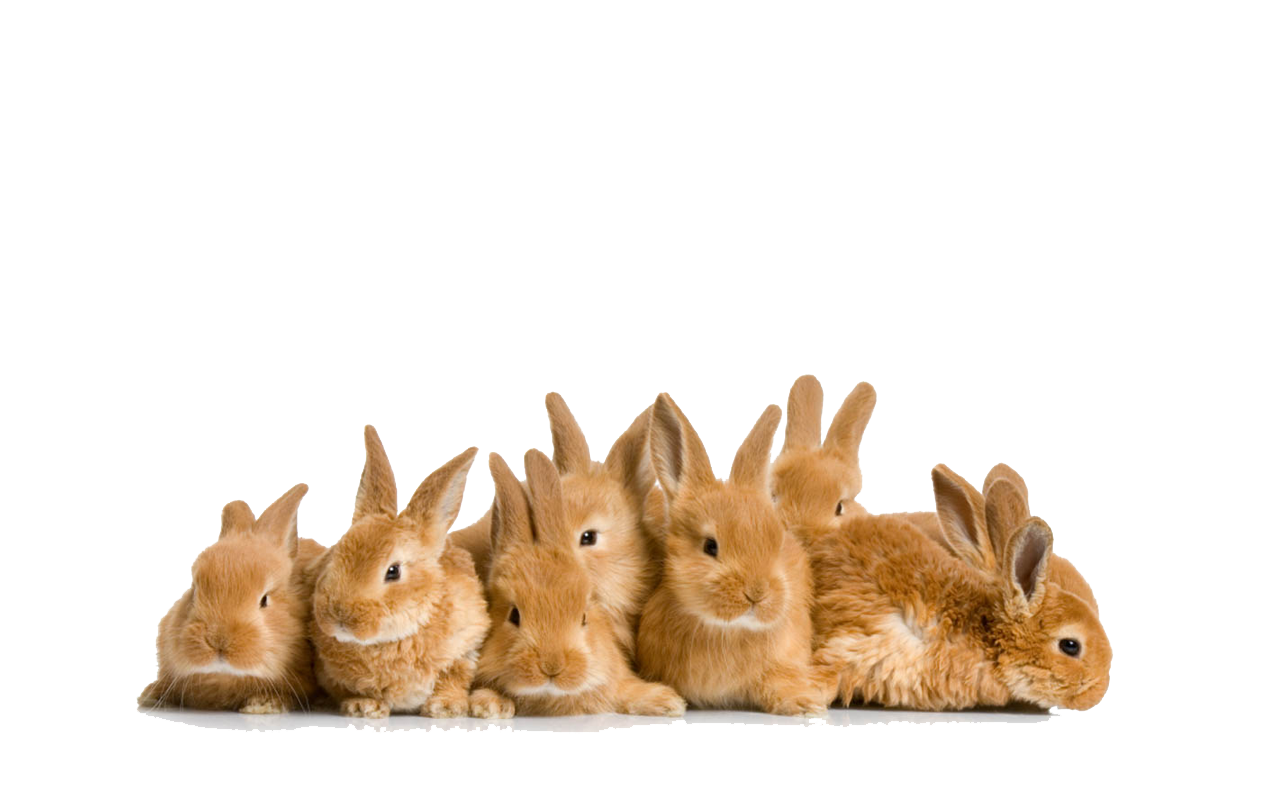 Easter Rabbit File Transparent PNG Image