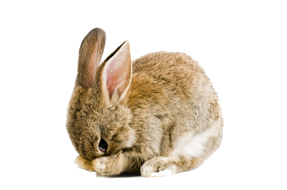 Easter Rabbit Transparent PNG Image