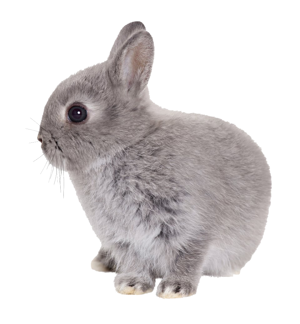 Easter Rabbit Transparent Transparent PNG Image