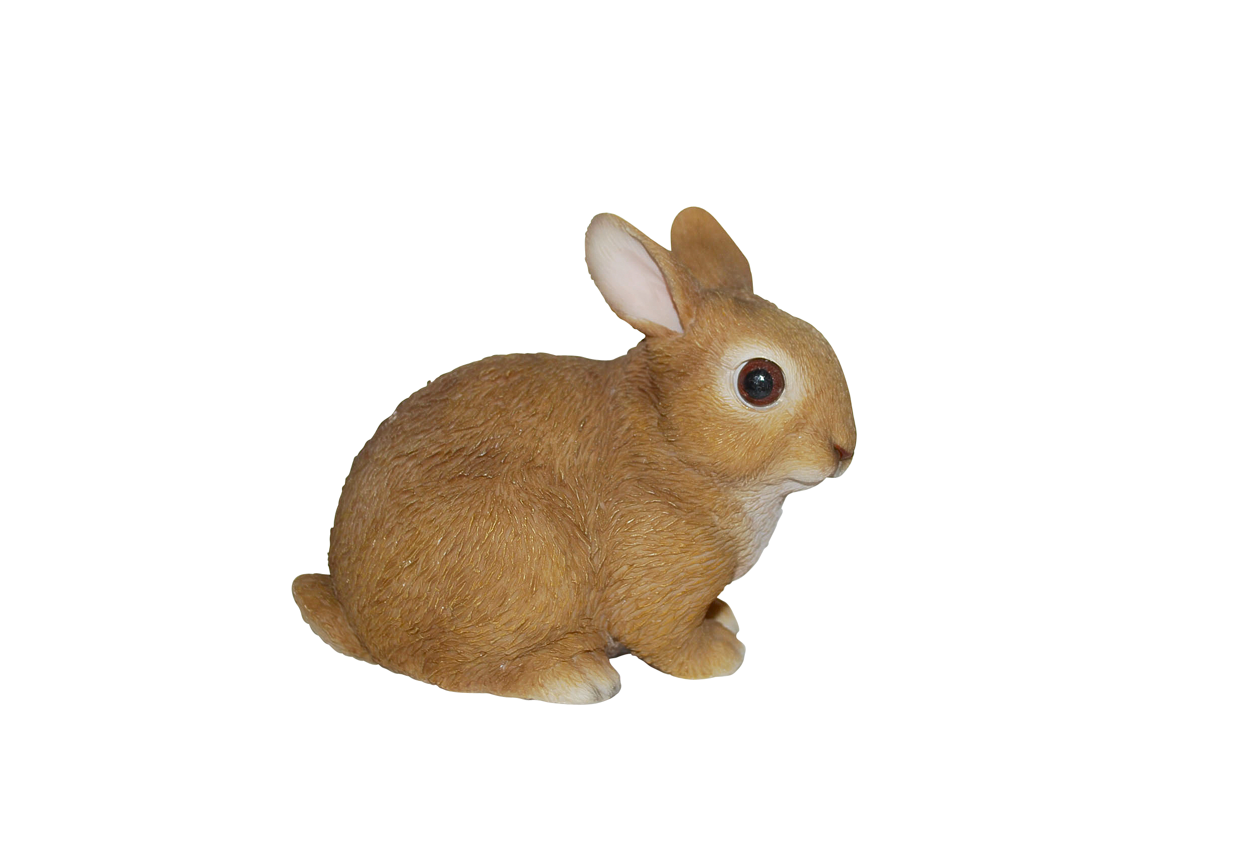 Baby Rabbits In Real Life Transparent PNG Image