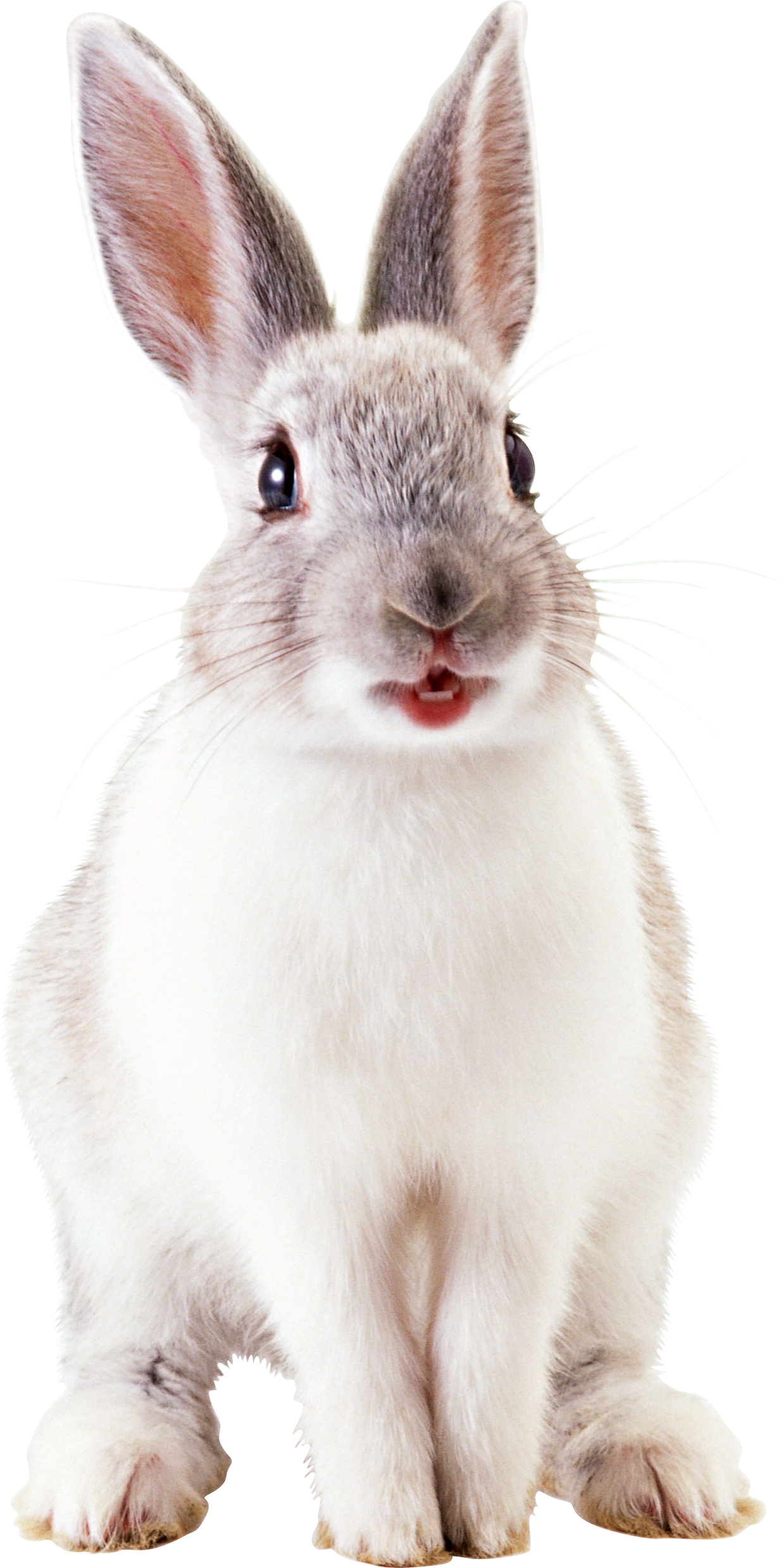 White Rabbit File Transparent PNG Image