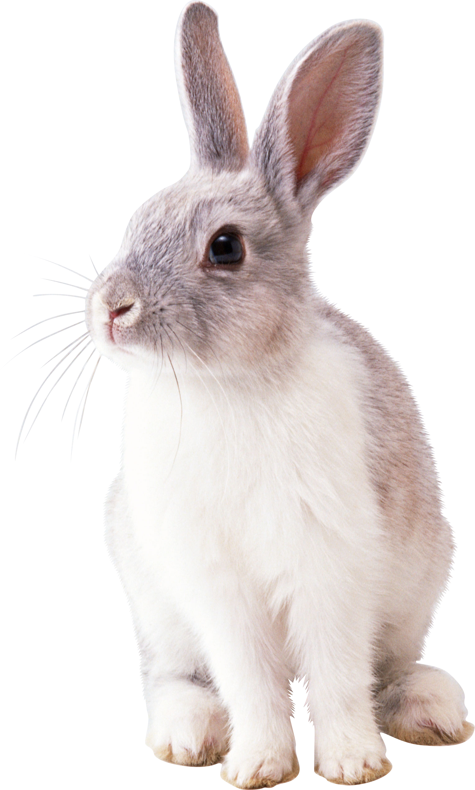 White Rabbit Image Transparent PNG Image