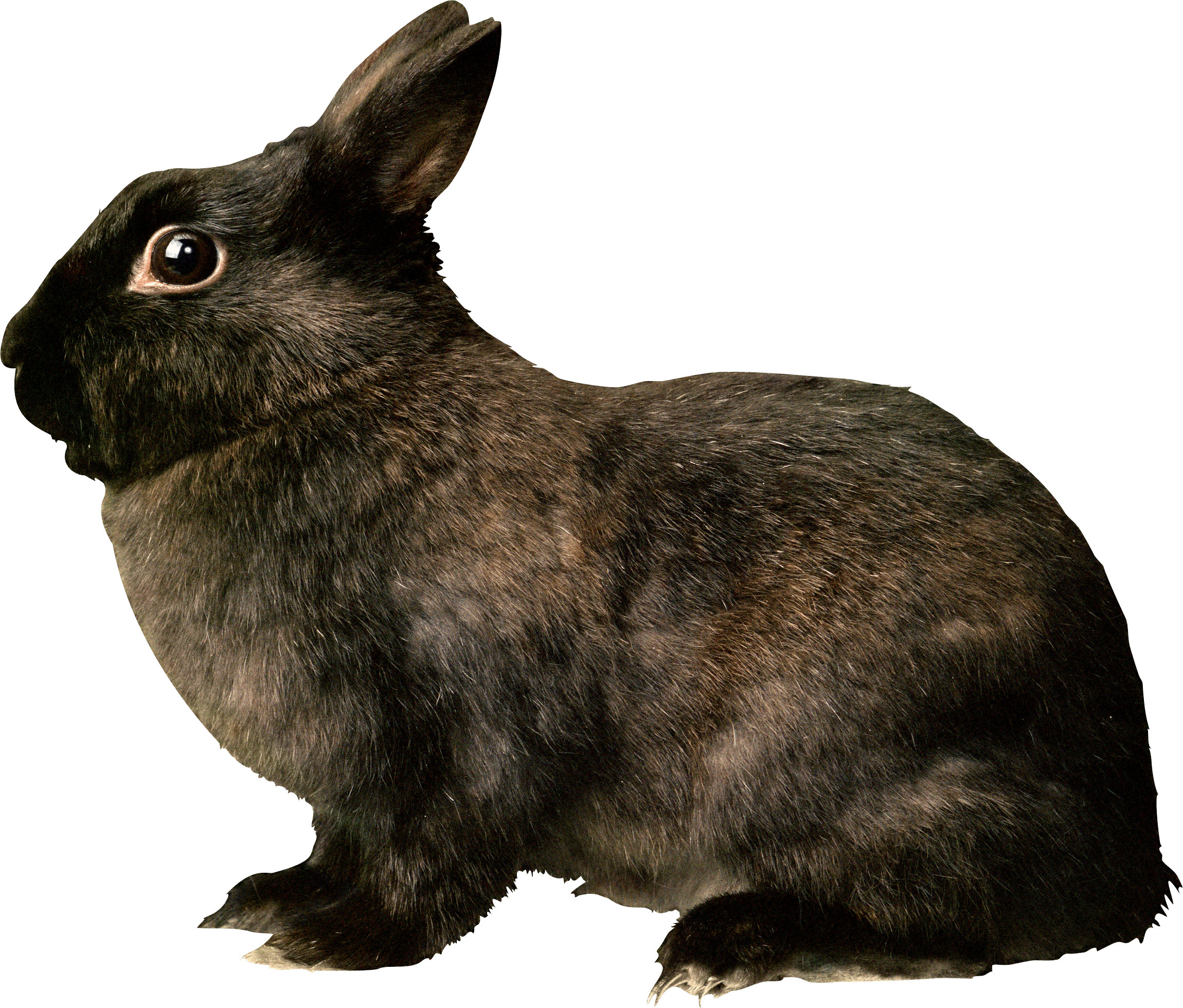 Black Rabbit Png Image Transparent PNG Image