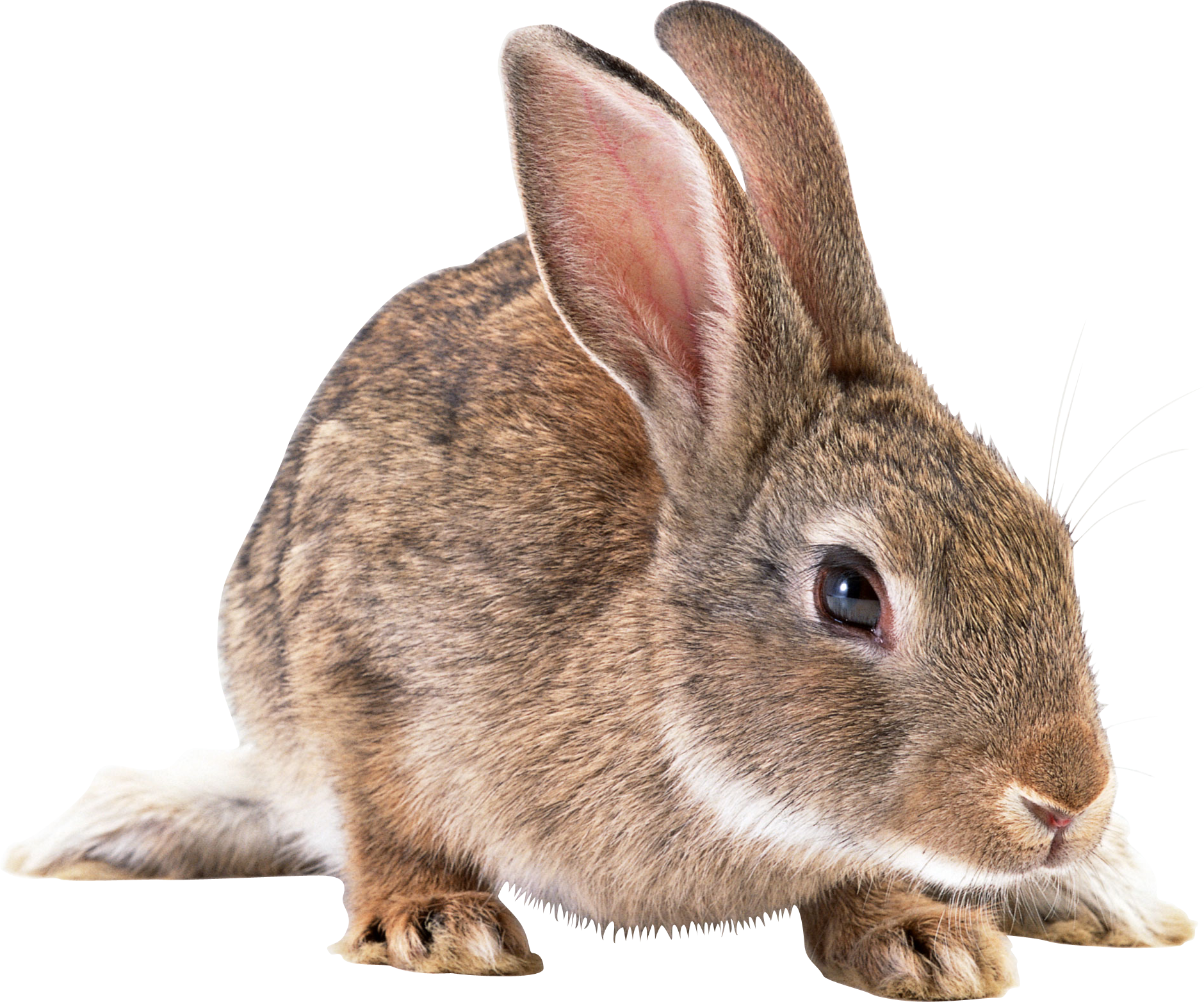 Rabbit Png Picture Transparent PNG Image