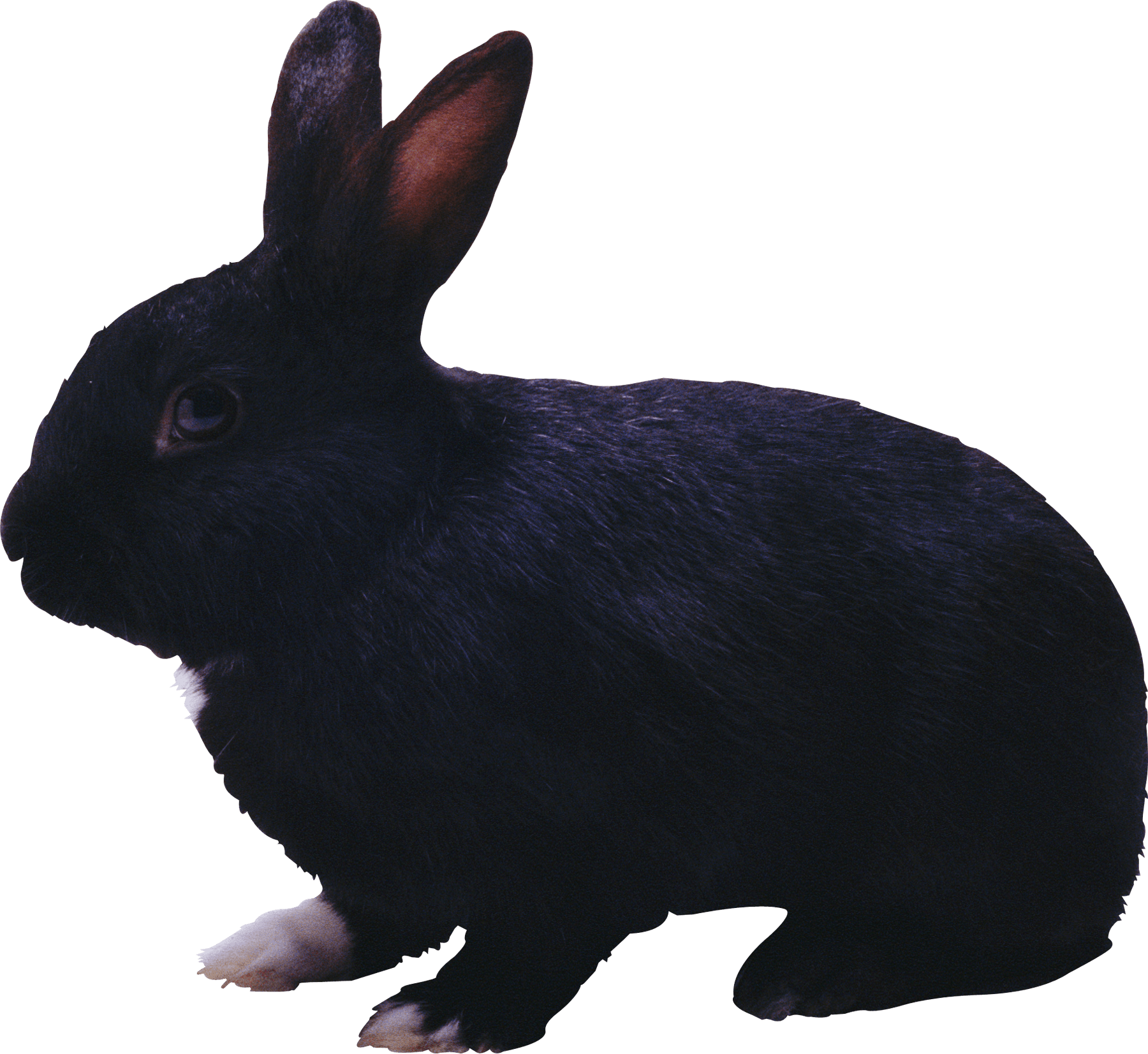 Black Rabbit Png Image Transparent PNG Image