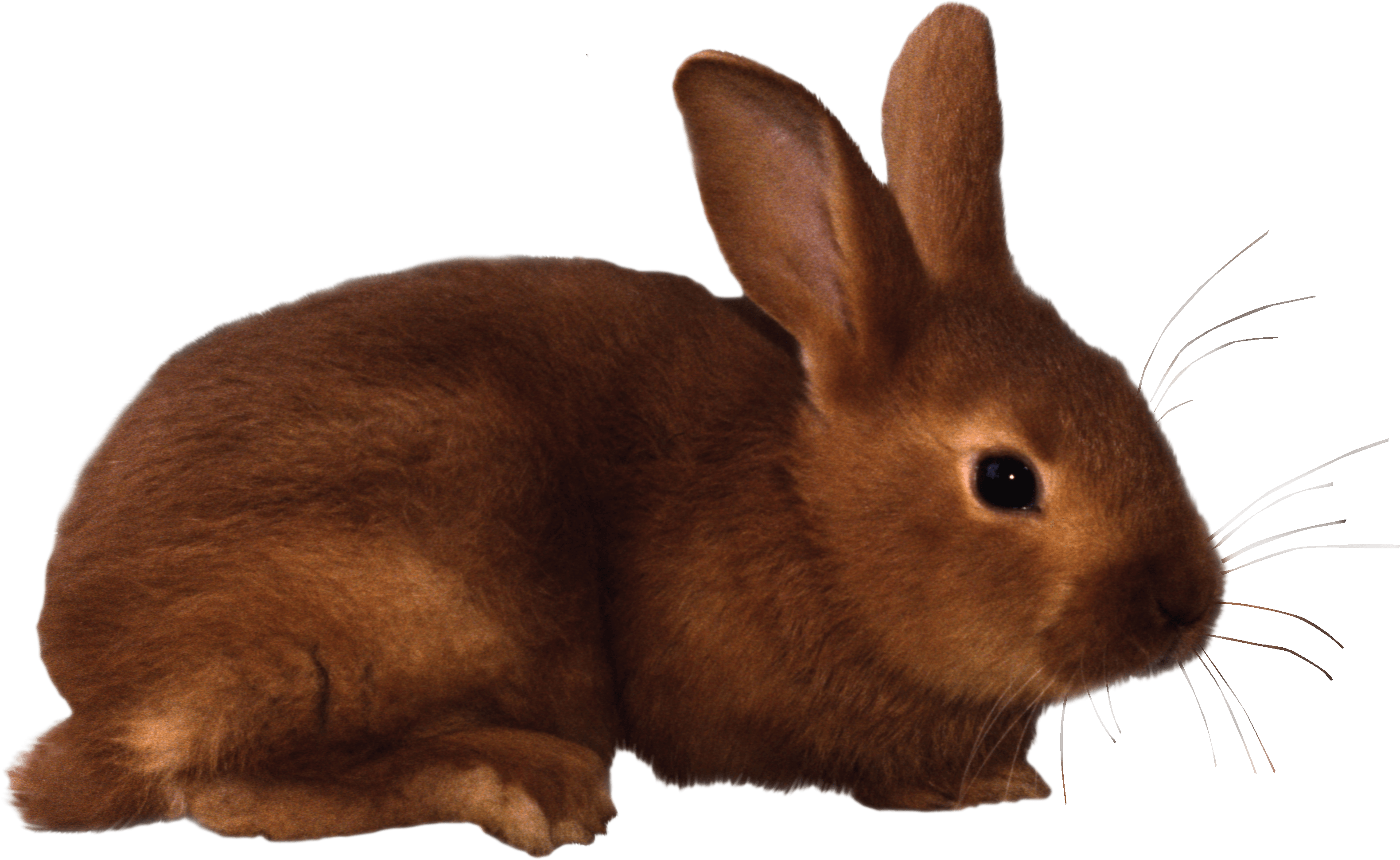 Rabbit Png Image Transparent PNG Image