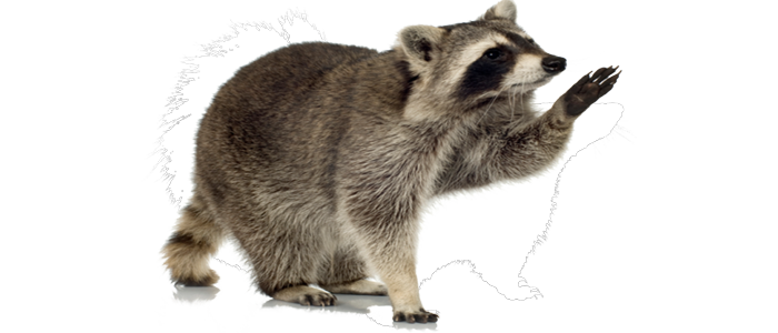 Raccoon Transparent Transparent PNG Image