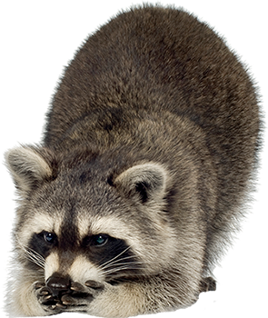 Raccoon Png Image Transparent PNG Image