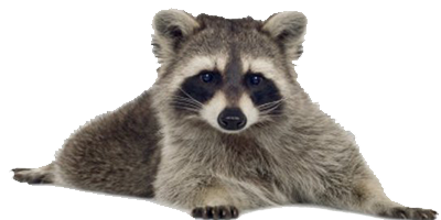 Raccoon Picture Transparent PNG Image