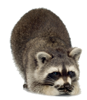 Raccoon Free Download Png Transparent PNG Image