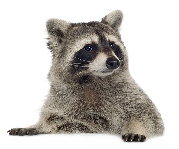 Raccoon Png Picture Transparent PNG Image