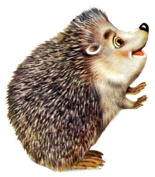 Porcupine Rodent Animal Baby Hedgehog Hedgehogs Transparent PNG Image