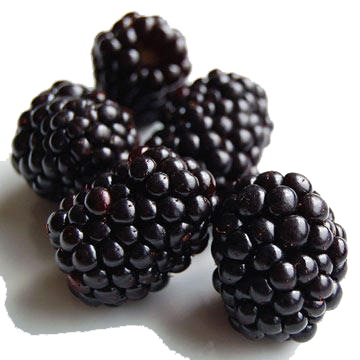 Black Raspberries Clipart Transparent PNG Image