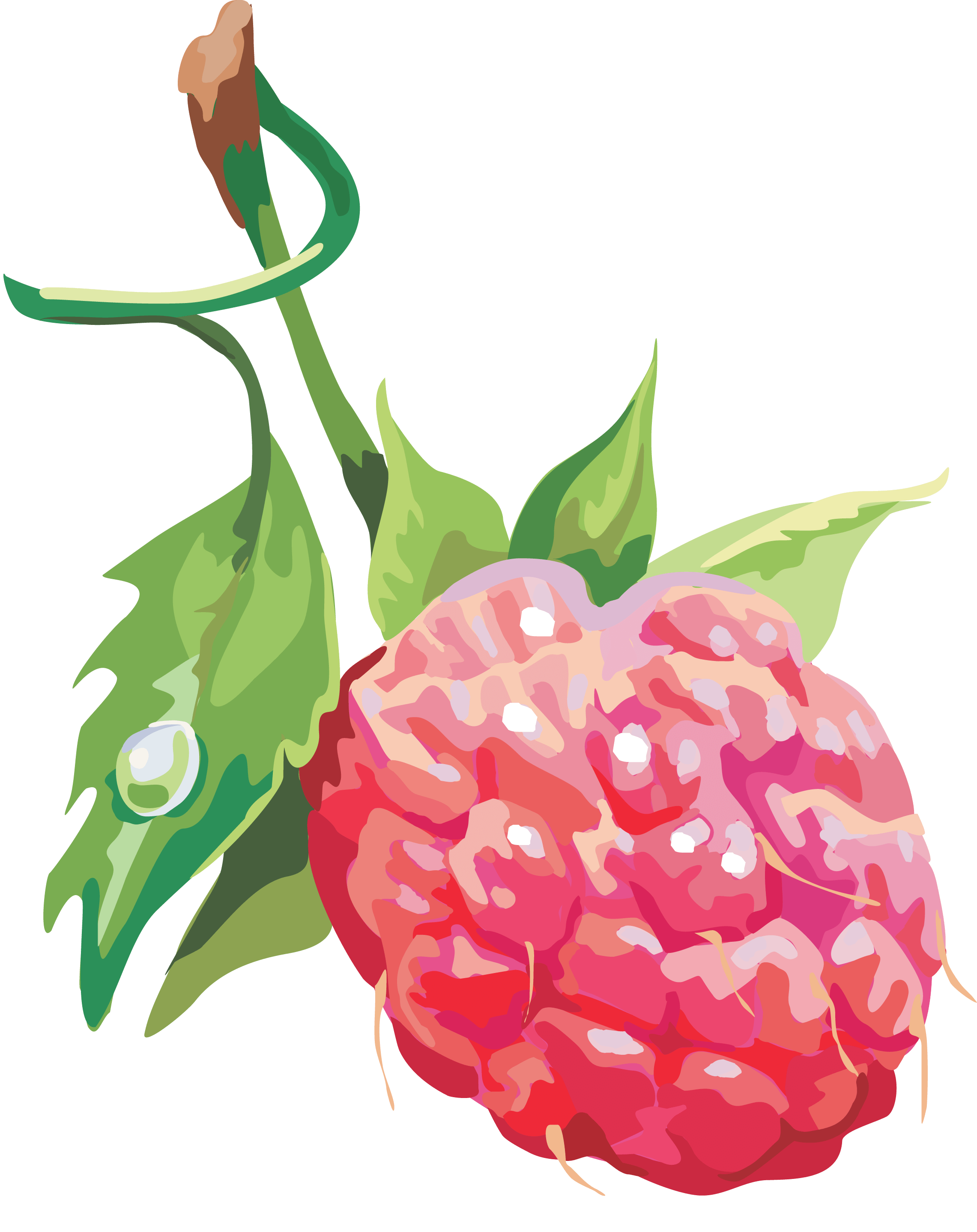 Rraspberry Png Image Transparent PNG Image