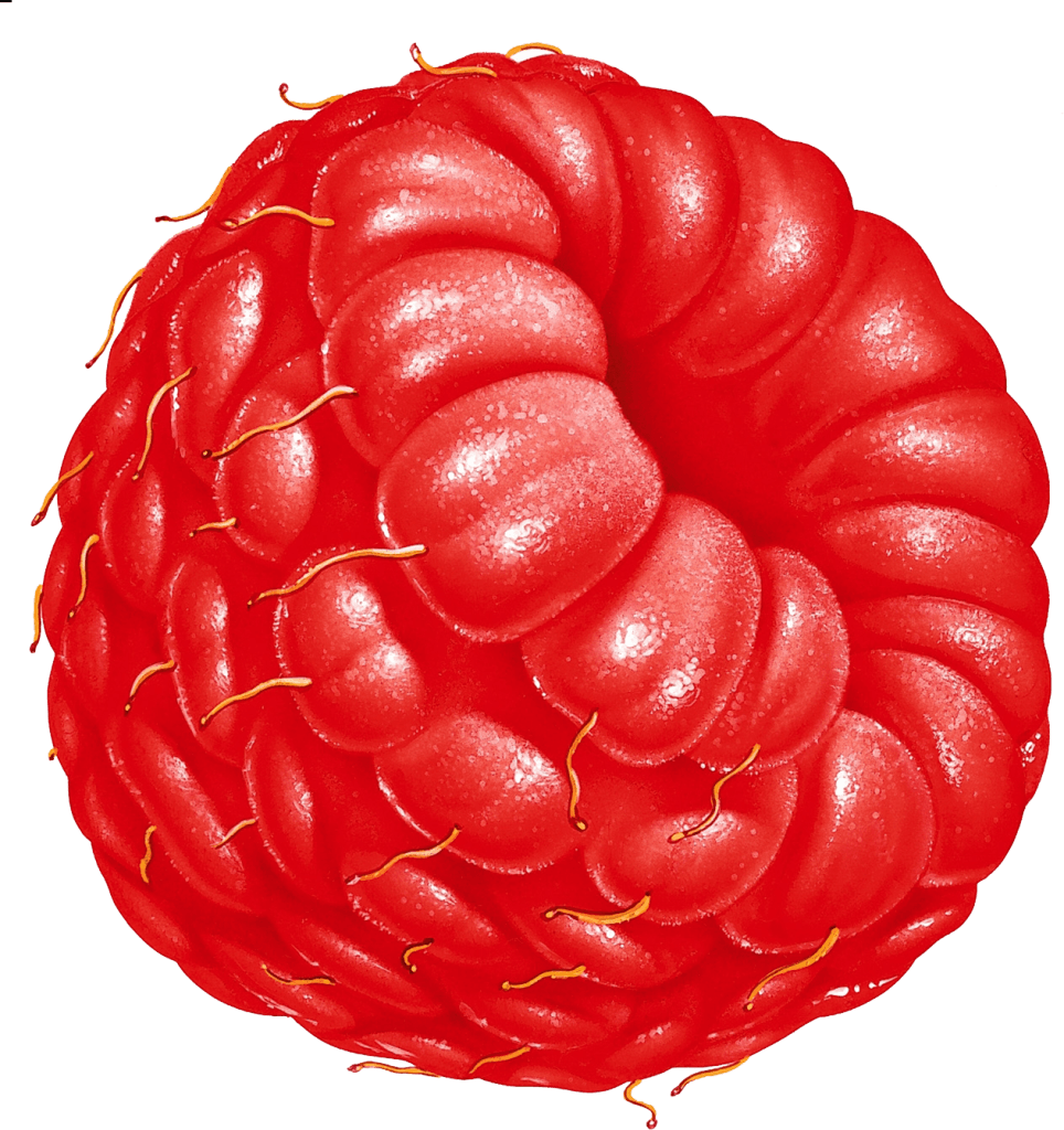 Rraspberry Png Image Transparent PNG Image