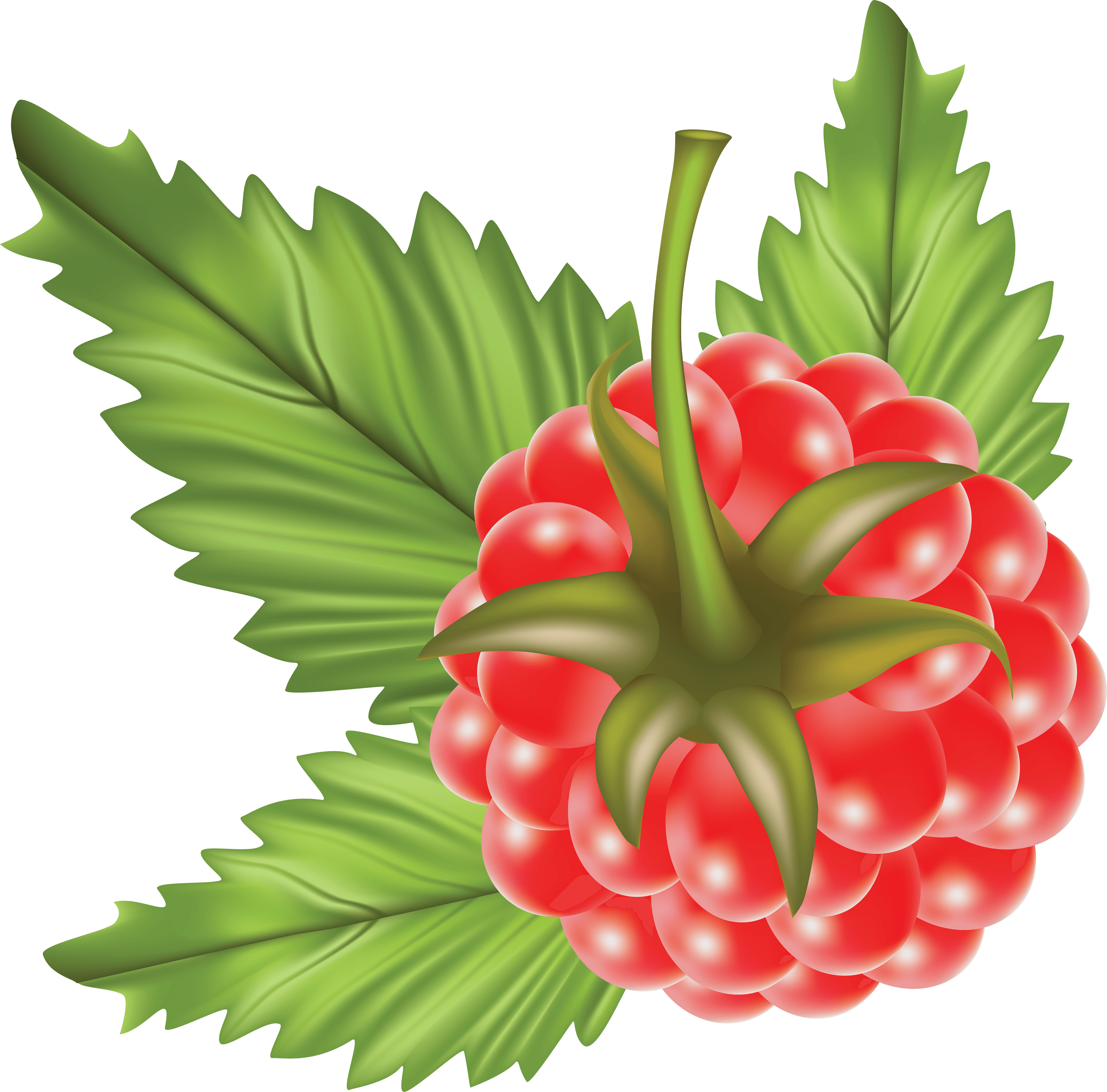 Rraspberry Png Image Transparent PNG Image