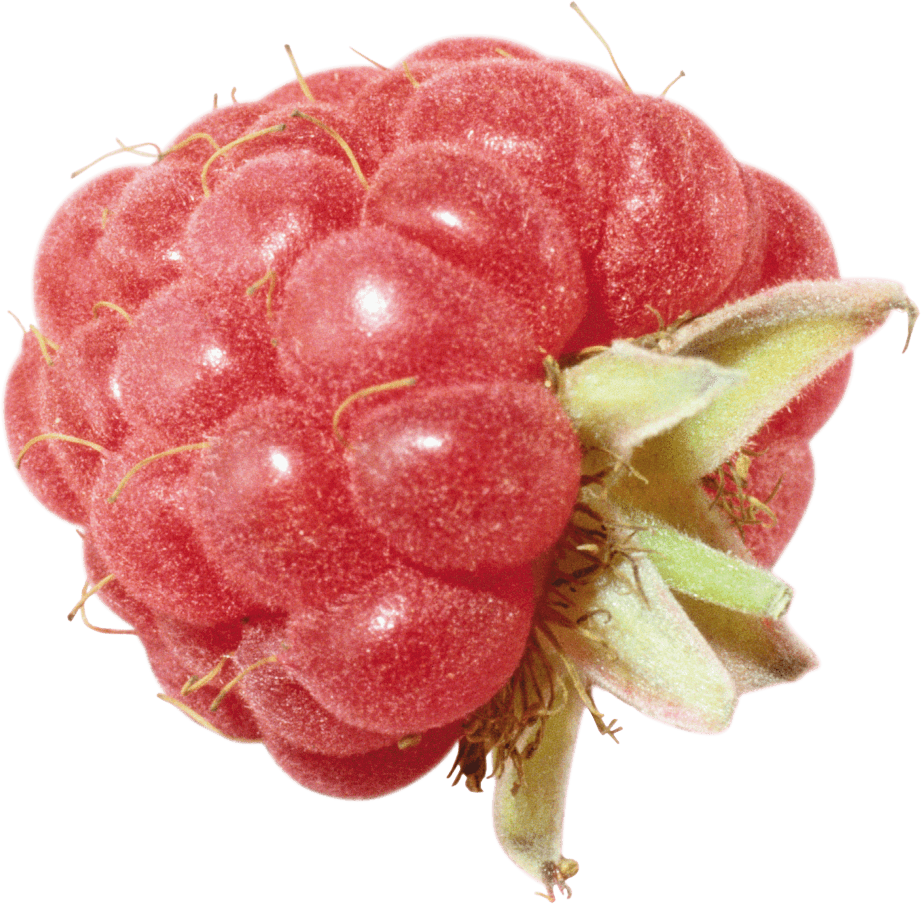 Rraspberry Png Image Transparent PNG Image