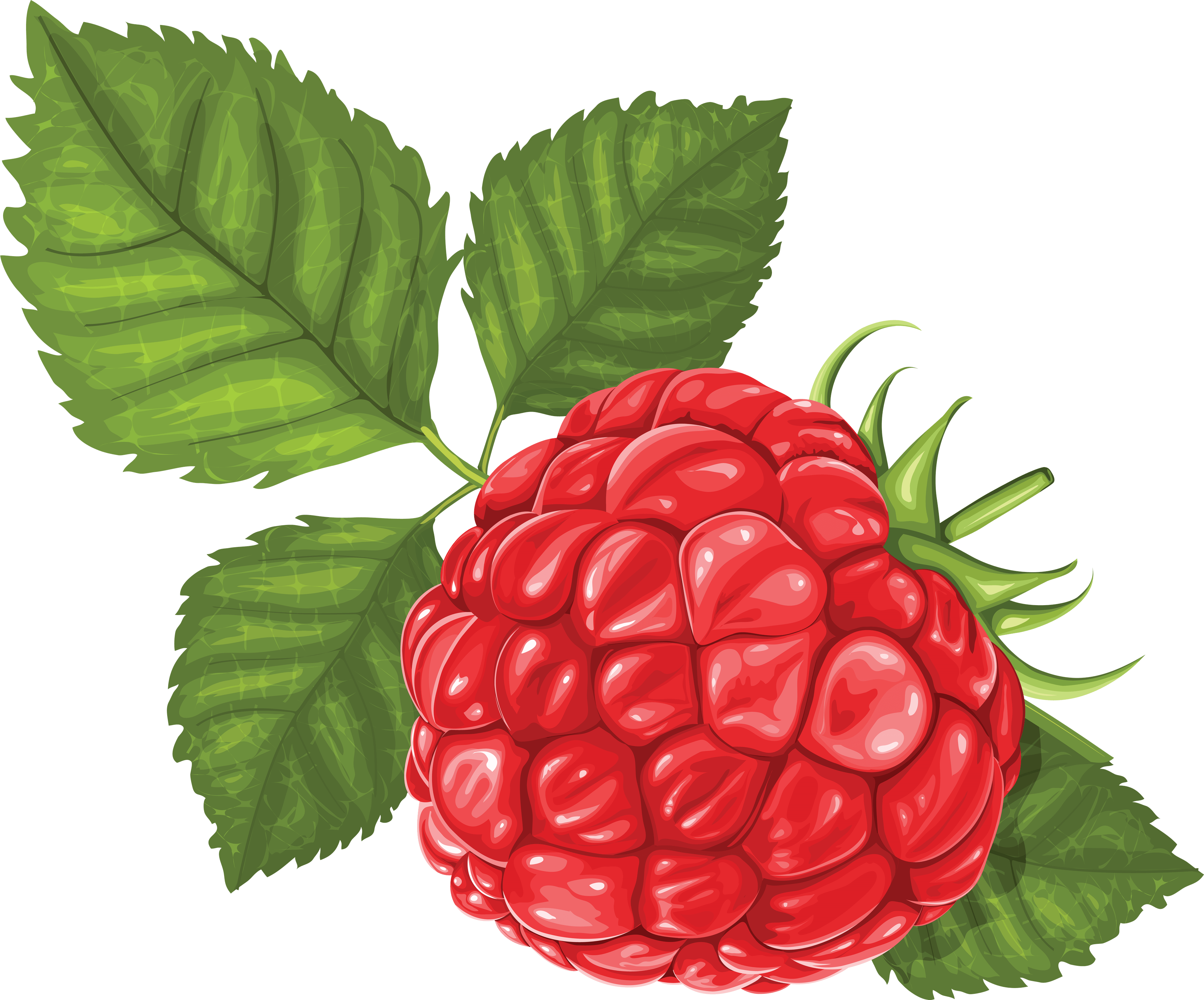 Rraspberry Png Image Transparent PNG Image