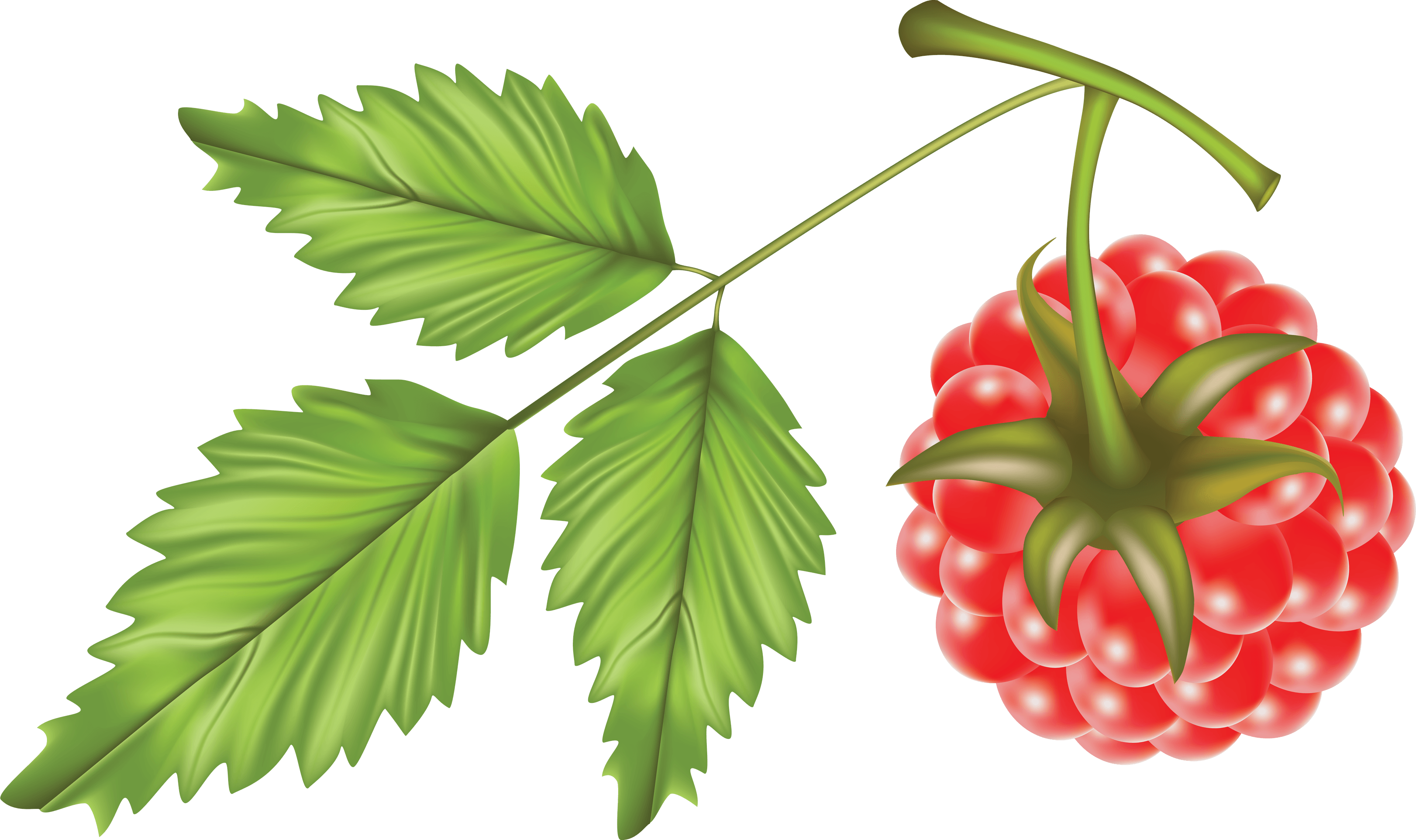 Rraspberry Png Image Transparent PNG Image