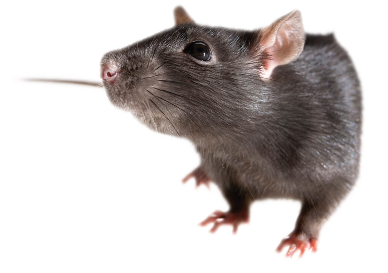 Rat Free Download Png Transparent PNG Image