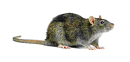 Rat Transparent Background Transparent PNG Image