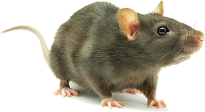 Rat Hd Transparent PNG Image