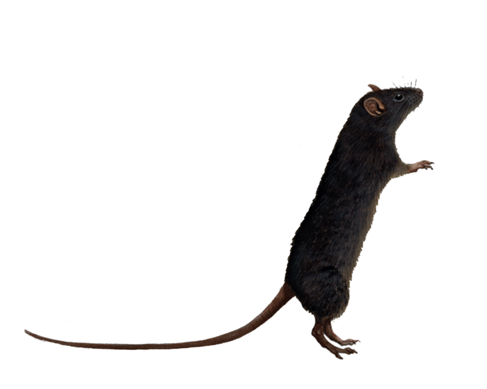 Rat Image Transparent PNG Image