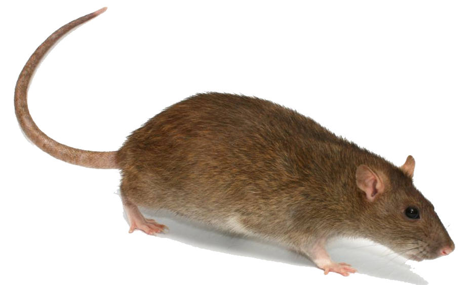 Rat Transparent Image Transparent PNG Image