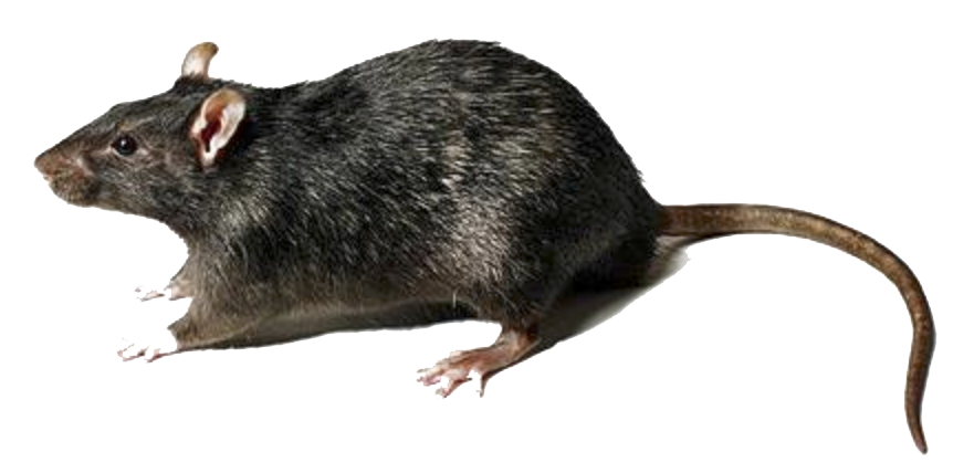 Rat Transparent Transparent PNG Image