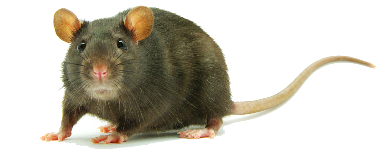 Rat Clipart Transparent PNG Image