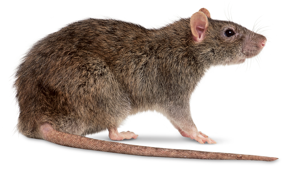 Rat File Transparent PNG Image