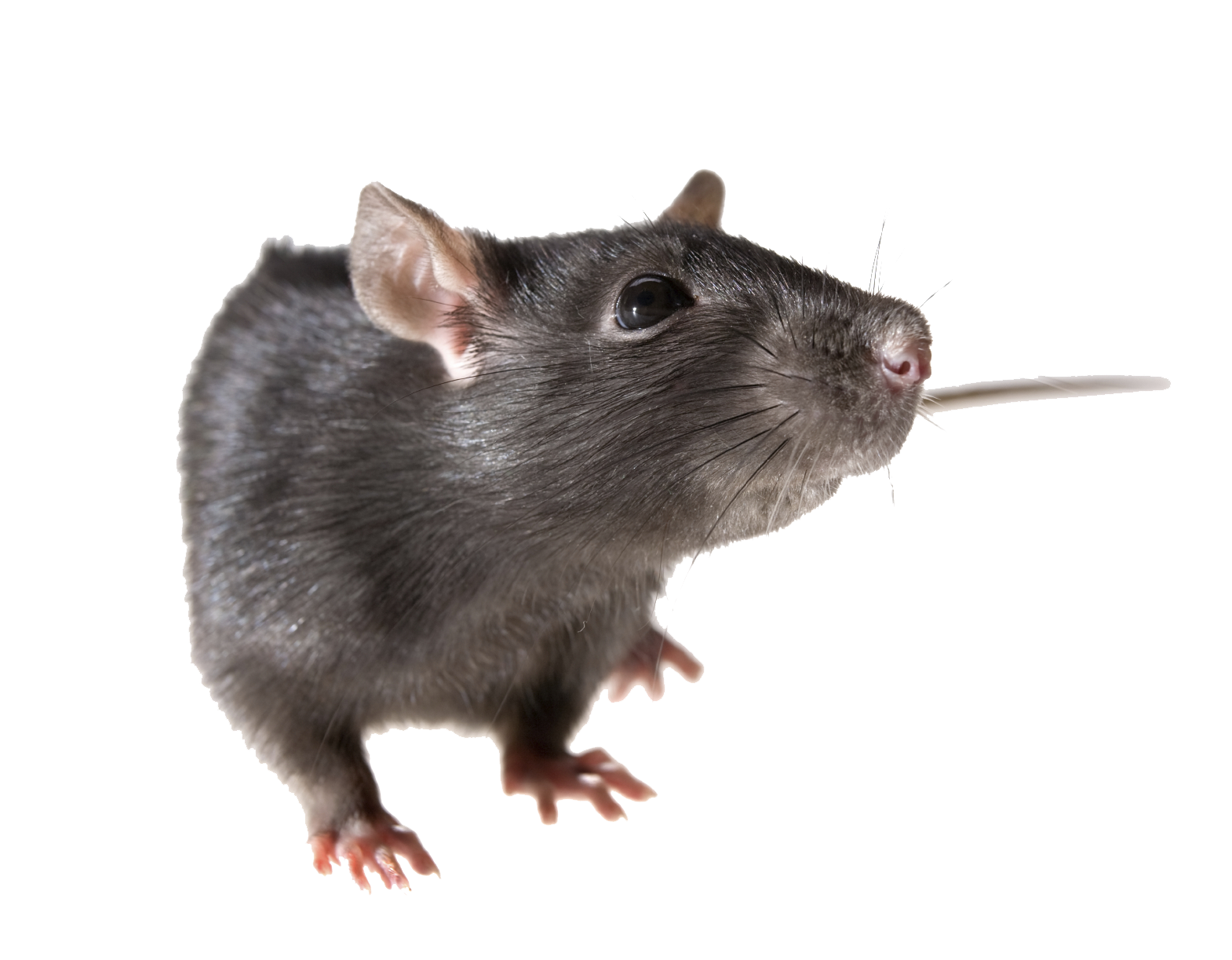 Rat Transparent PNG Image