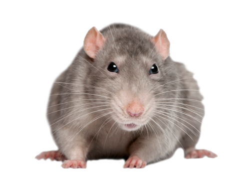 Rat Png Picture Transparent PNG Image