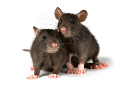 Mouse Rat Png Image Transparent PNG Image