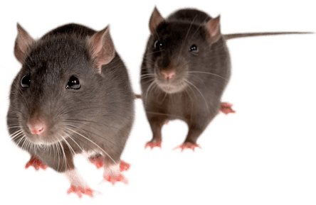 Mice Png Image Transparent PNG Image