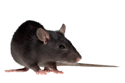 Mouse Rat Png Image Transparent PNG Image