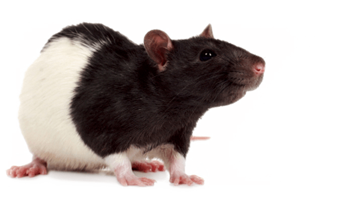 Mouse Rat Png Image Transparent PNG Image