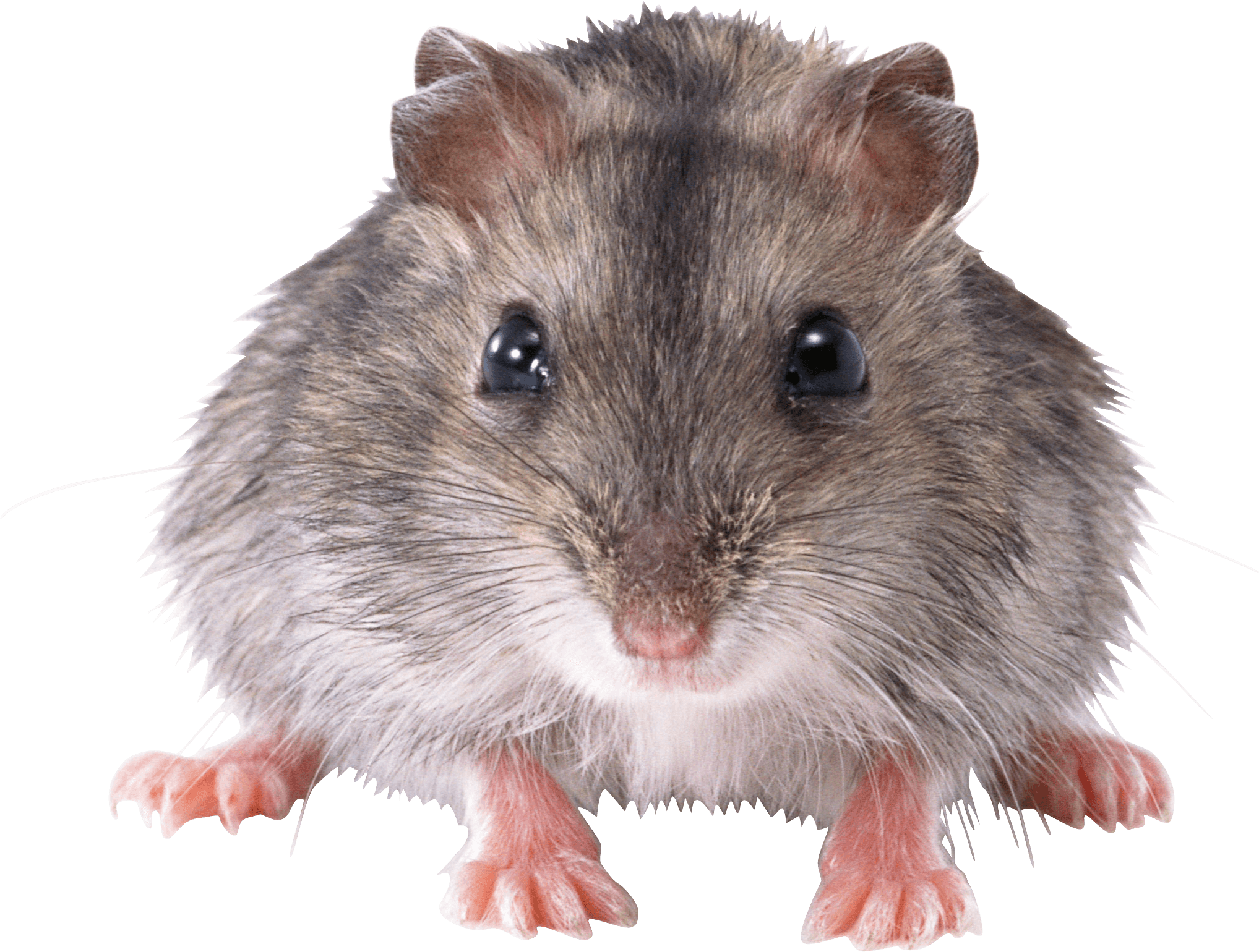 Mouse Rat Png Image Transparent PNG Image