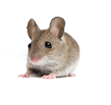 Little Mouse Rat Png Image Transparent PNG Image