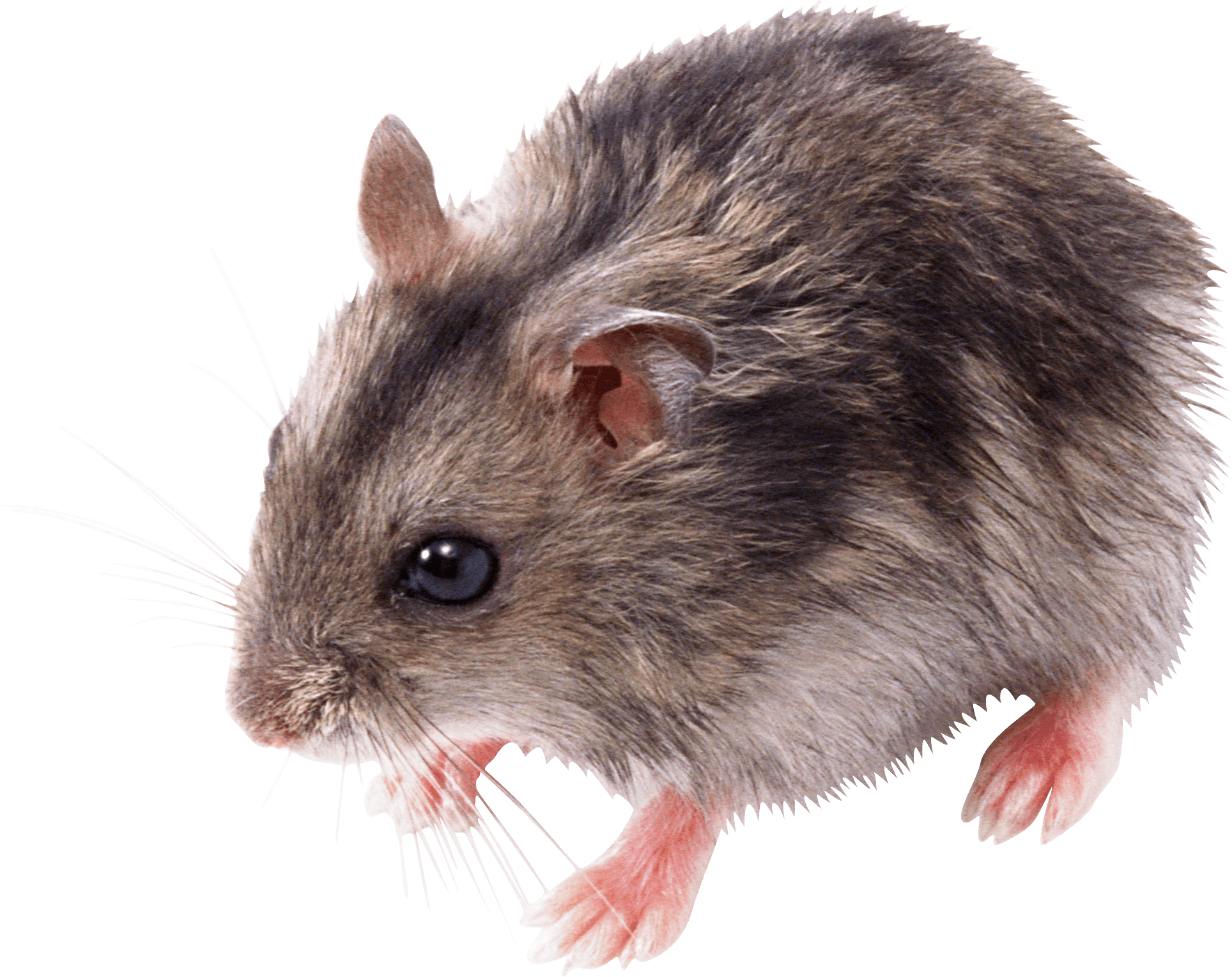 Little Mouse Rat Png Image Transparent PNG Image