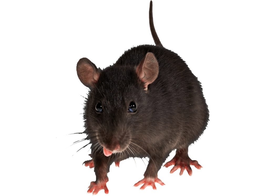 Mouse Rat Png Image Transparent PNG Image