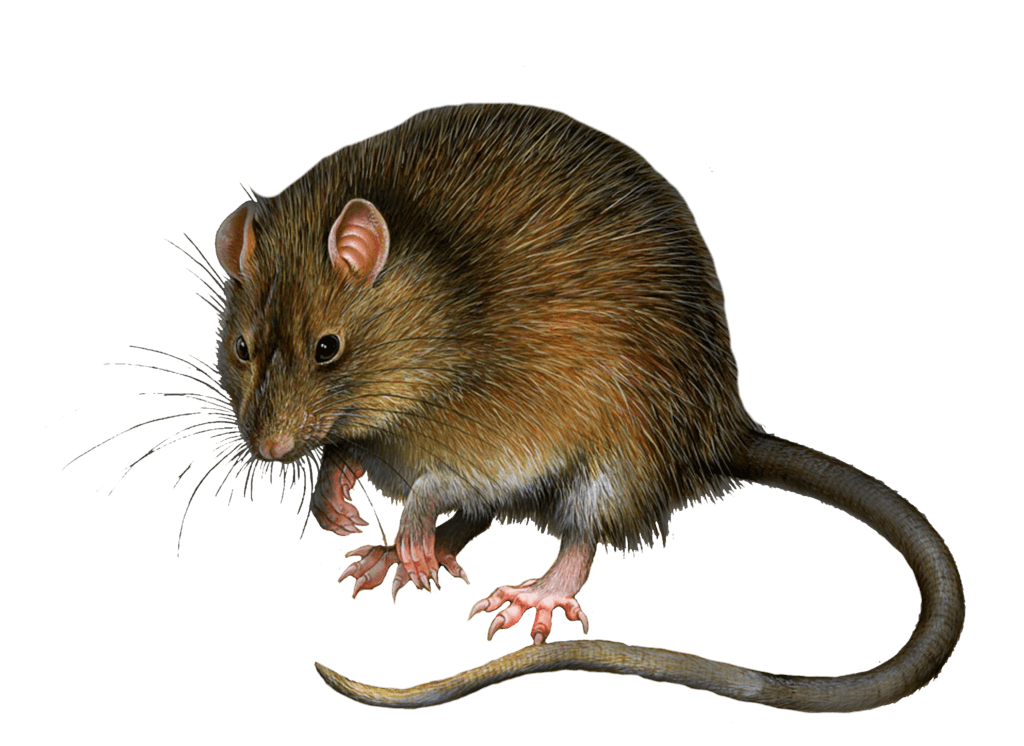 Mouse Rat Png Image Transparent PNG Image