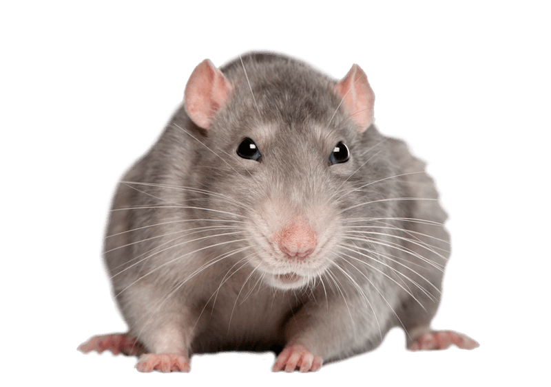 Mouse Rat Png Image Transparent PNG Image