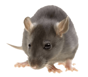 Mouse Rat Png Image Transparent PNG Image