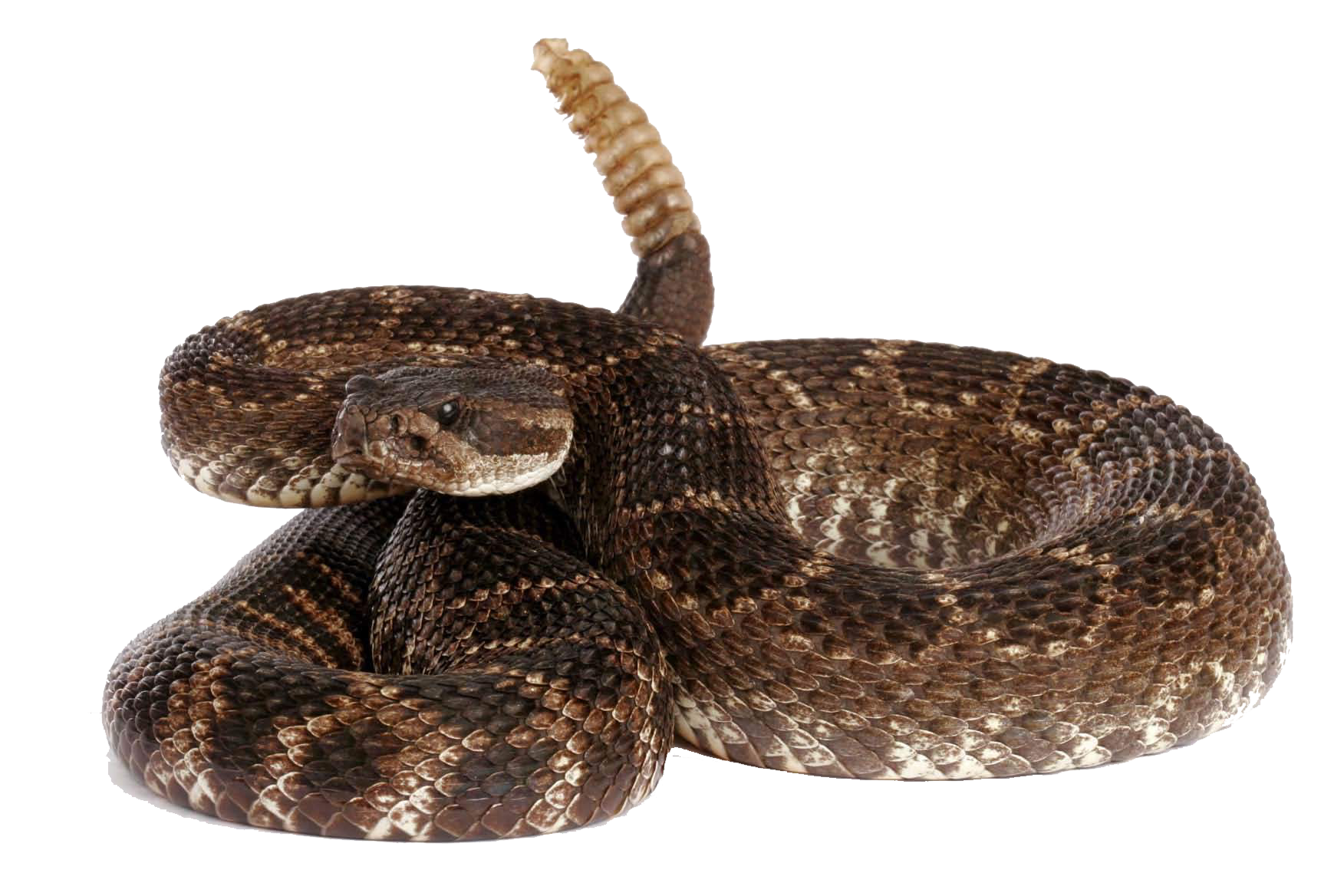 Rattlesnake Free Download Png Transparent PNG Image