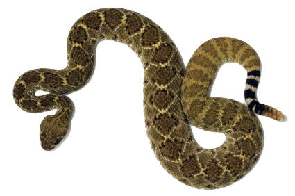 Rattlesnake Png Clipart Transparent PNG Image