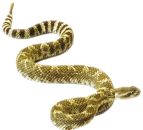 Rattlesnake Transparent Transparent PNG Image