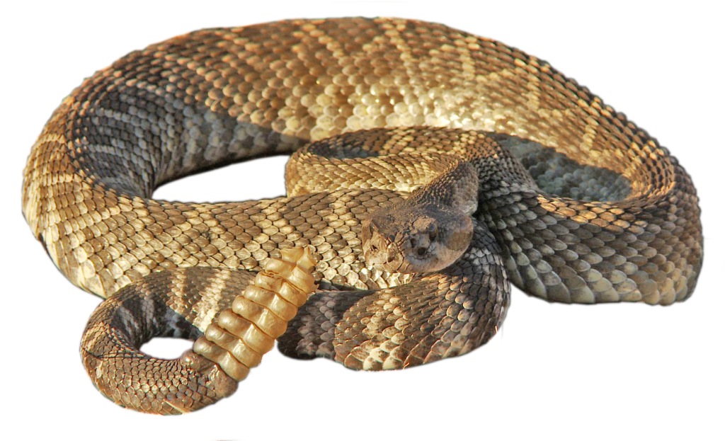 Rattlesnake Png Transparent PNG Image