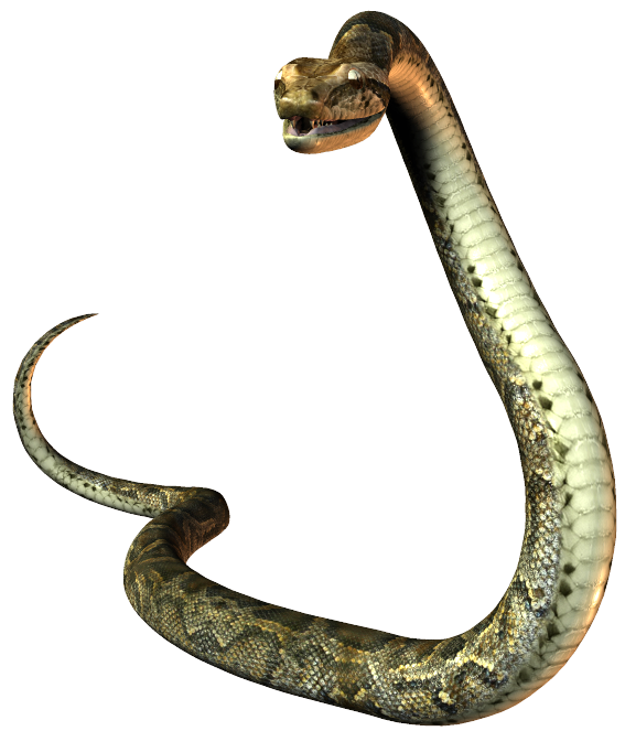 Elapidae Reptile United States Snake Mustela Transparent PNG Image