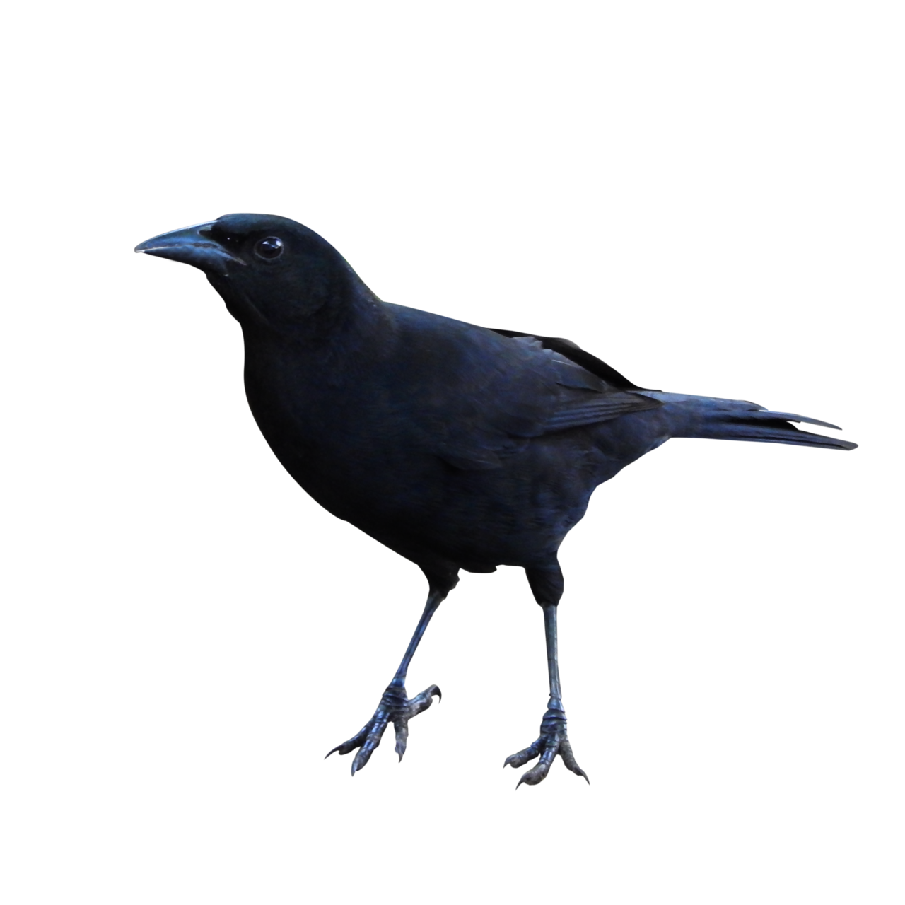 Raven Png Clipart Transparent PNG Image